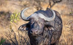 The Springbok Lodge